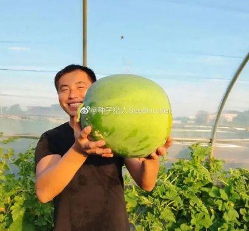 西瓜视频吃瓜猪娱乐,西瓜视频热门搞笑内容盘点  第2张